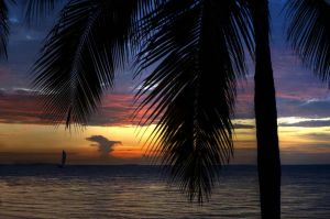 Sunset-Key-Palm-Tree-Silhouette.jpg