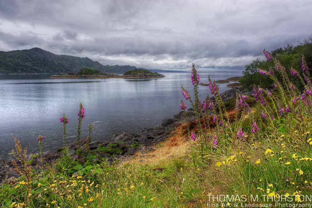A gorgeous Scotland scene featuring a loch with wild flowers surrounding the area. Taken just off one of their majestic roads to the Mallaig Ferry.