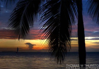 An epic sunset from Sunset Key, Florida with a prominent silhouetted palm tree and a storm cloud in the distance.