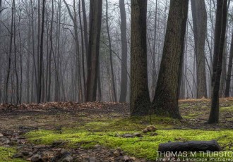 A thick fog swept in and created a beautiful blanket of light in the woods behind my home. Vibrant moss surrounds a double-trunk tree.