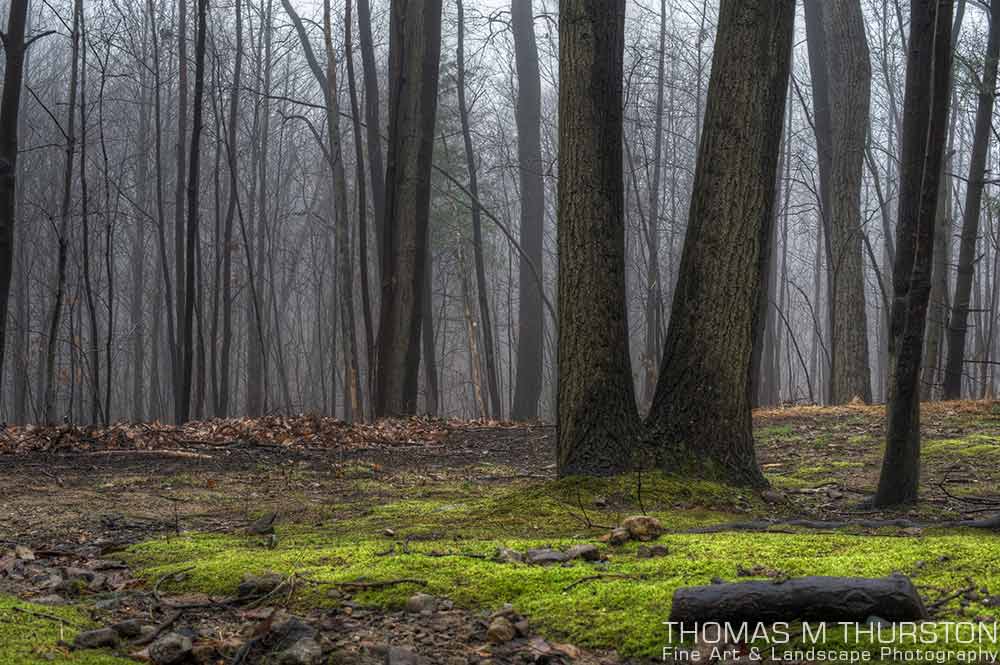 A thick fog swept in and created a beautiful blanket of light in the woods behind my home. Vibrant moss surrounds a double-trunk tree.