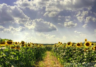 A hot August sun illuminates a sunflower field in Sussex County, New Jersey. Puffy clouds allow sun rays to pass through into blue skies.