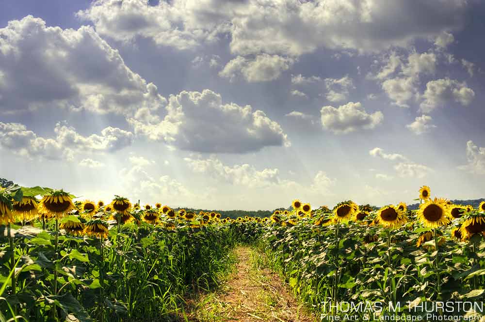 A hot August sun illuminates a sunflower field in Sussex County, New Jersey. Puffy clouds allow sun rays to pass through into blue skies.