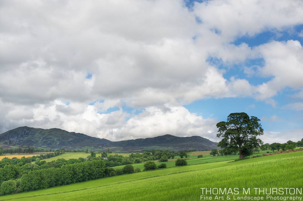 A scenic walk on the Black Spout trail in Pitlochry, Scotland led to this stunning vantage point of an open field with a single tree and lots of greenery.