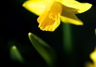 A delicate yellow daffodil against a black background showing out-of-focus flower leaves shooting up from the ground.