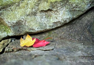 A yellow and red autumn leaf lay next to each other on a rocky ledge.