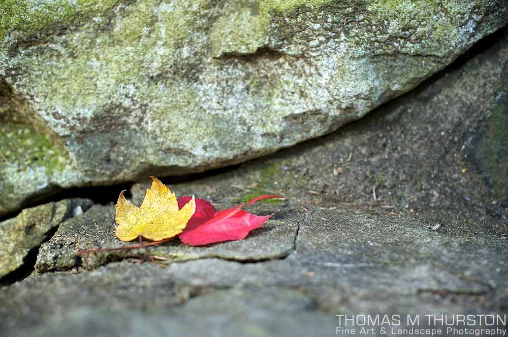 A yellow and red autumn leaf lay next to each other on a rocky ledge.