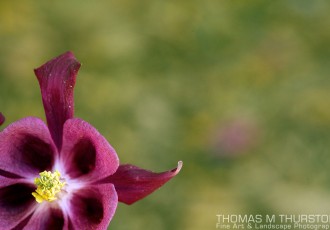 A magenta columbine flower with open space from the bottom left.