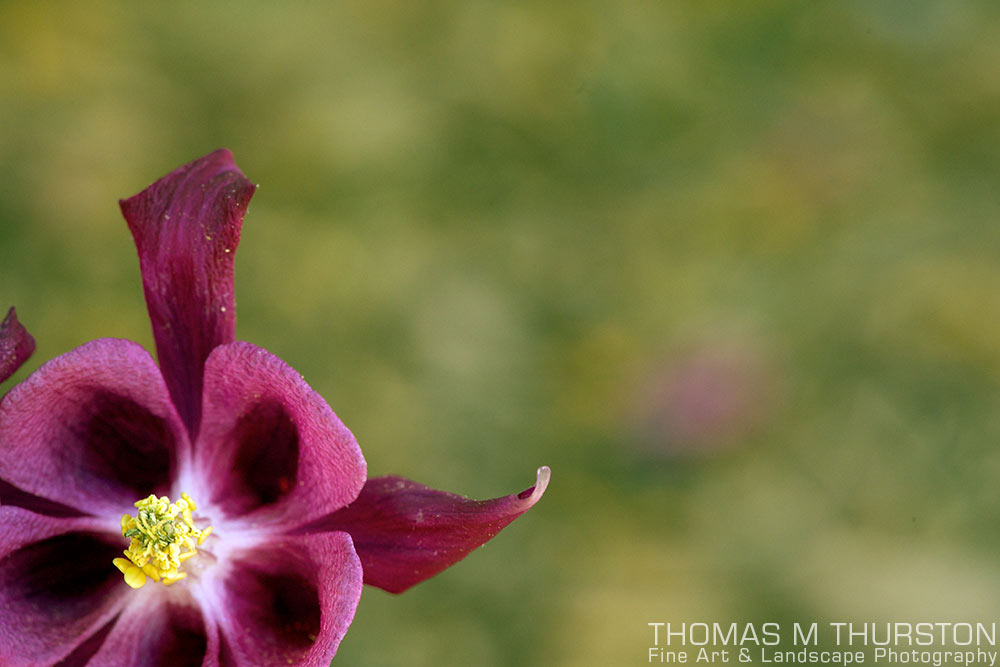 A magenta columbine flower with open space from the bottom left.