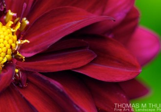 A close up of a red dahlia flower with a green background