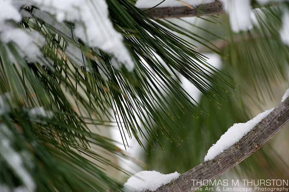 Fresh fluffy snow collects on a pine tree branch with green needles adding focus.