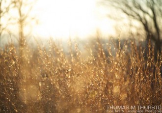 A whimsical photograph of a strawlike grass field in full sun with bare trees in the background.