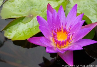 A close up of a vibrant water lily in a pond