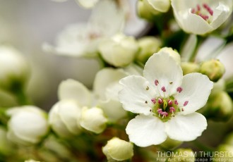 A close-up a cluster of white apple blossoms surrounded by closed buds