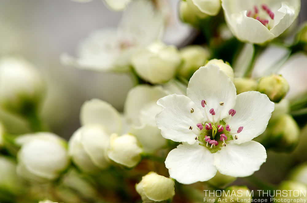 A close-up a cluster of white apple blossoms surrounded by closed buds